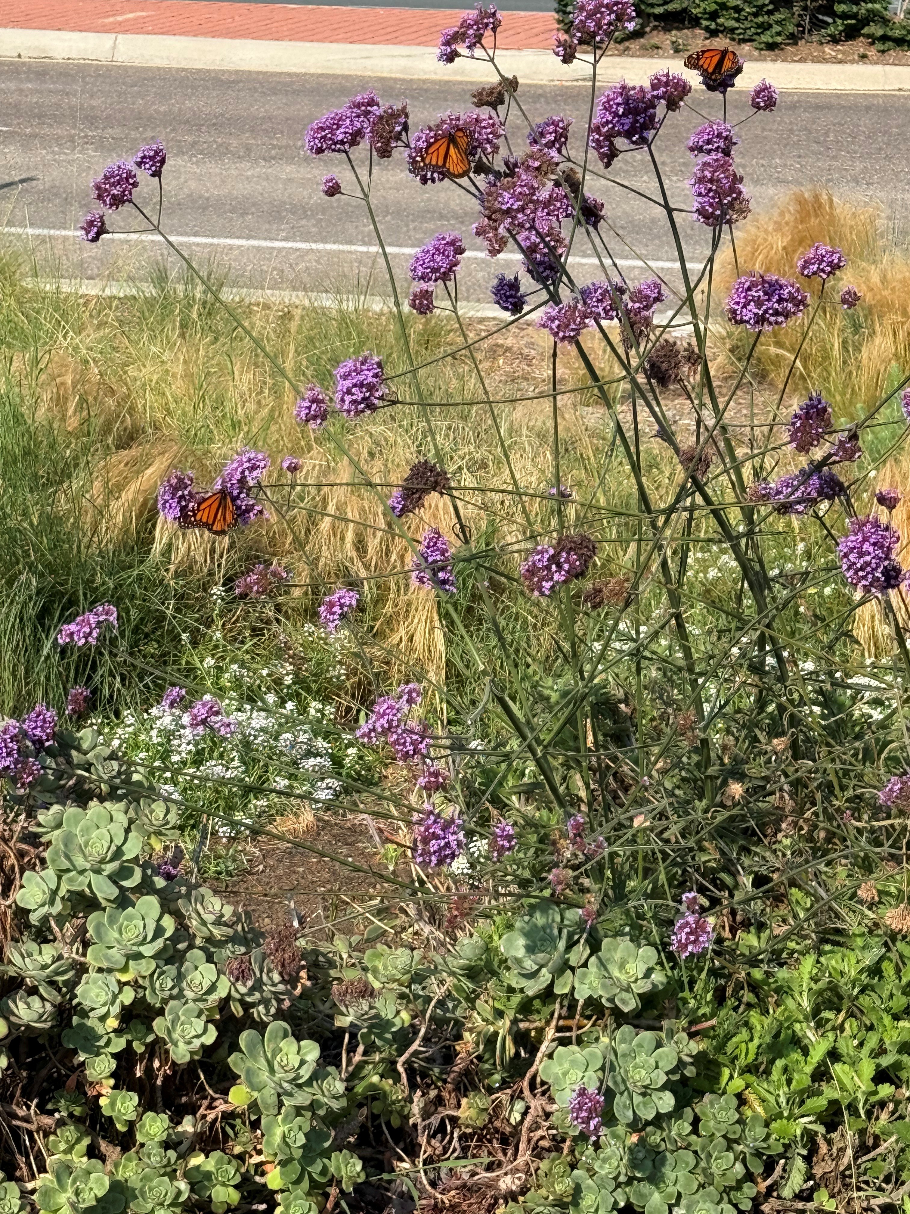 Monarchs in Solana Beach!