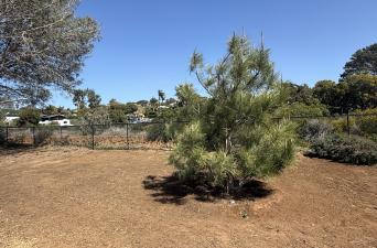 New Trees Take Root in Solana Beach!