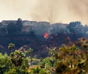 Wildfire