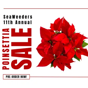 SeaWeeders' 11th Annual Poinsettia Sale fundraiser